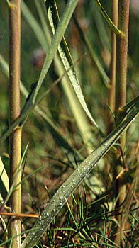 Cord grass with salt crystals